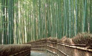 Southern Shu Bamboo Sea